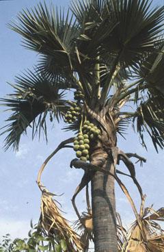 Borassus akeassii African Fan Palm